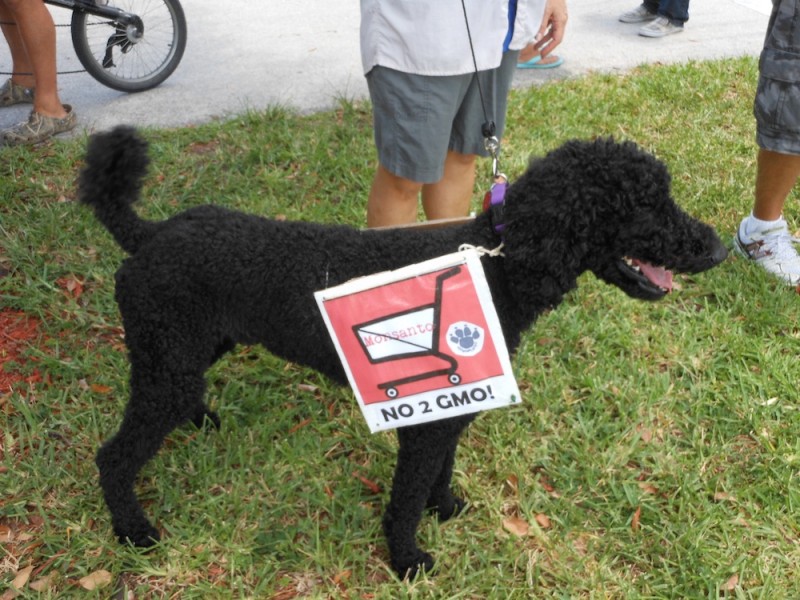 Dog Protests GMOs at March Against Monsanto