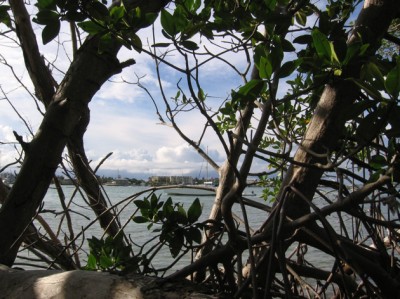 Wisteria Island - Looking Out ........................... Photo by A. Quigley