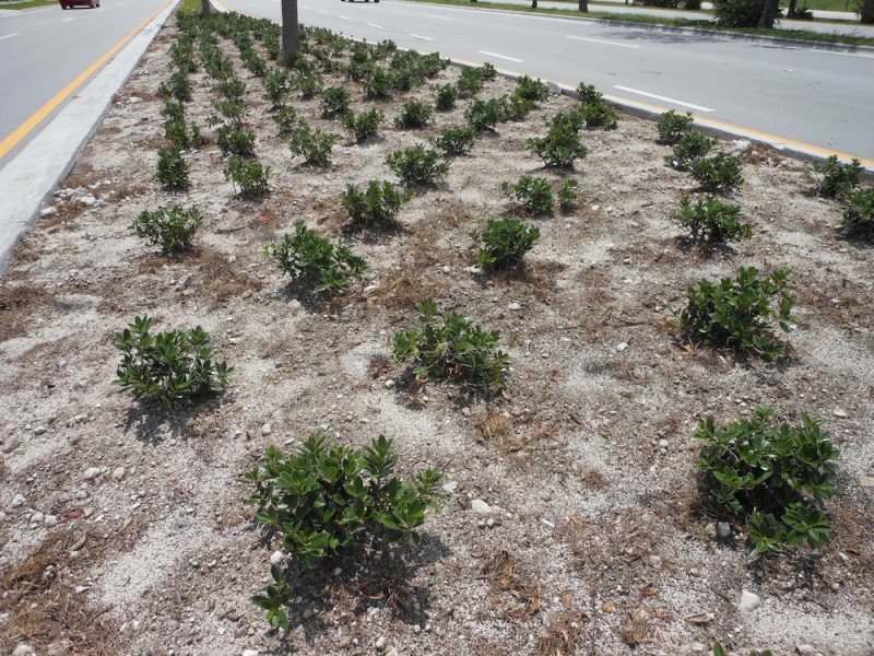 Green Island Ficus