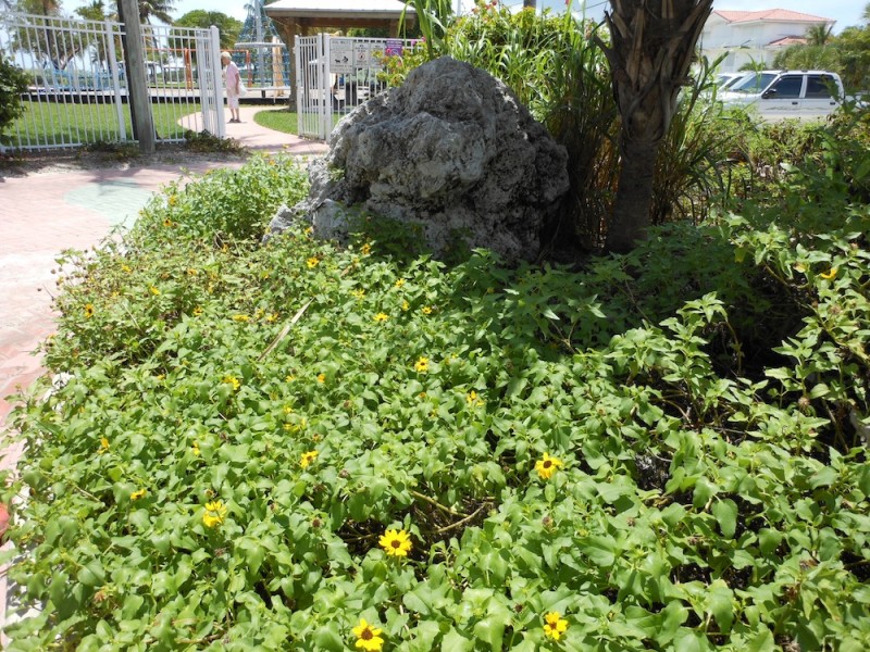 Native planting at Sombrero Beach