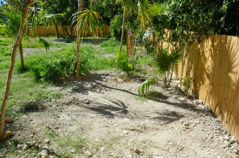 Senmartin's backyard showing small thatch palms  Photo by Larry Benvenuti