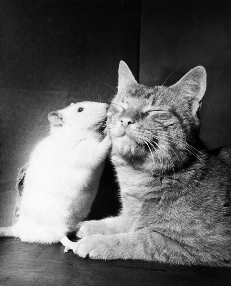 mouse-kissing-cat